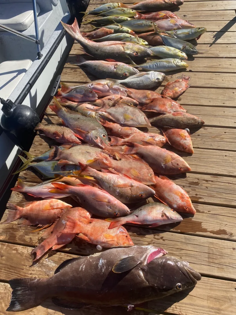 A day's catch of snapper, jacks and grouper on the dock