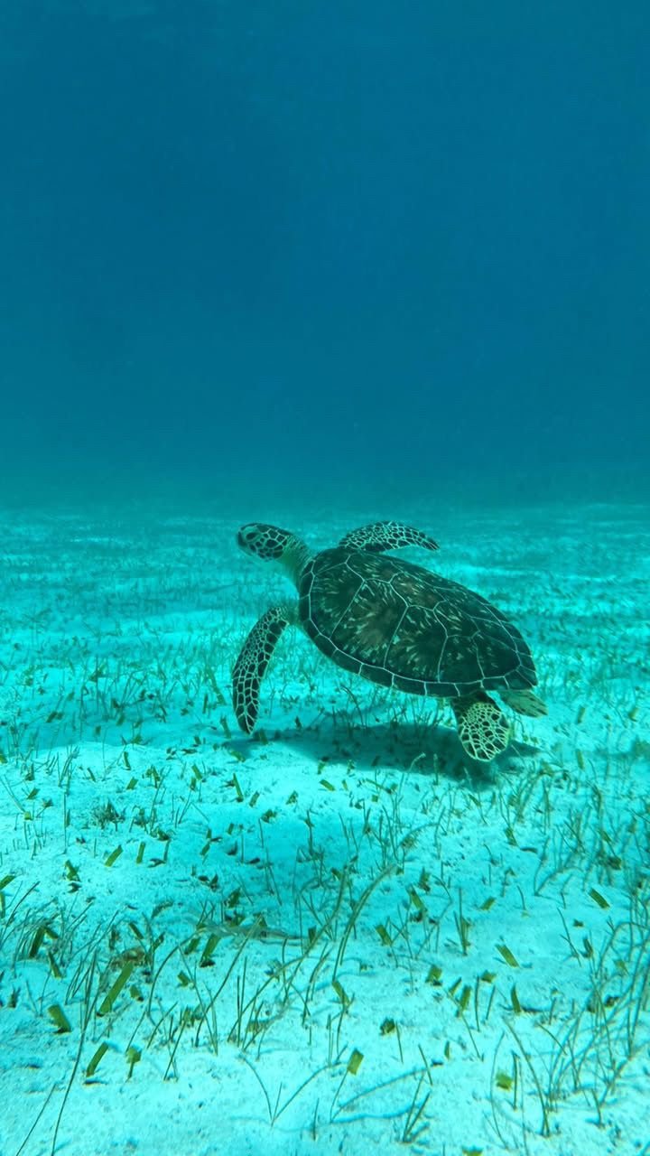 Green sea turtle gliding over turquoise seagrass flats in Belize