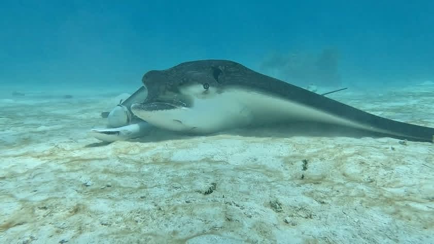 Southern stingray on the sand flats