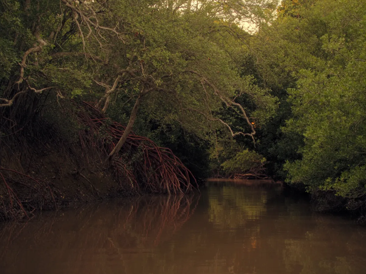Quiet mangrove river with red roots arching over the water